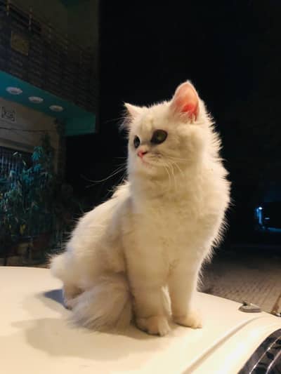 female kitten available