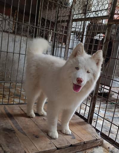 Siberian husky with blue eyes pedigree only one in hyderabad