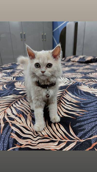 Persian cat triple corded