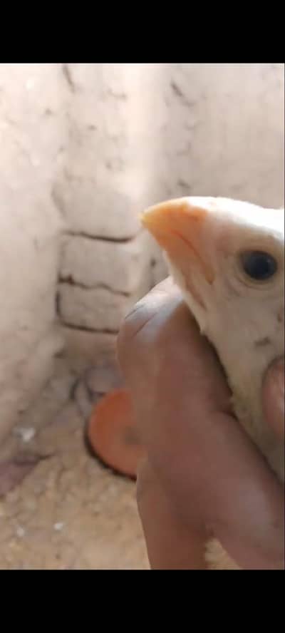 Indian parrot beak cheeks only one male 03038548515 WhatsApp