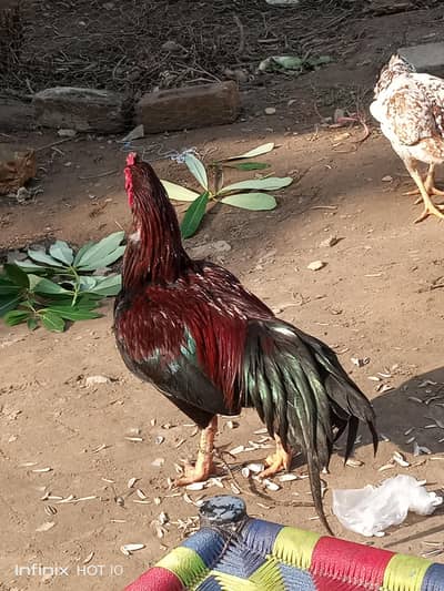 aseel murga hein I9 mein avaible