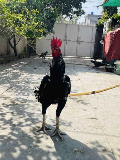 Muska lasani top quality male one and half year