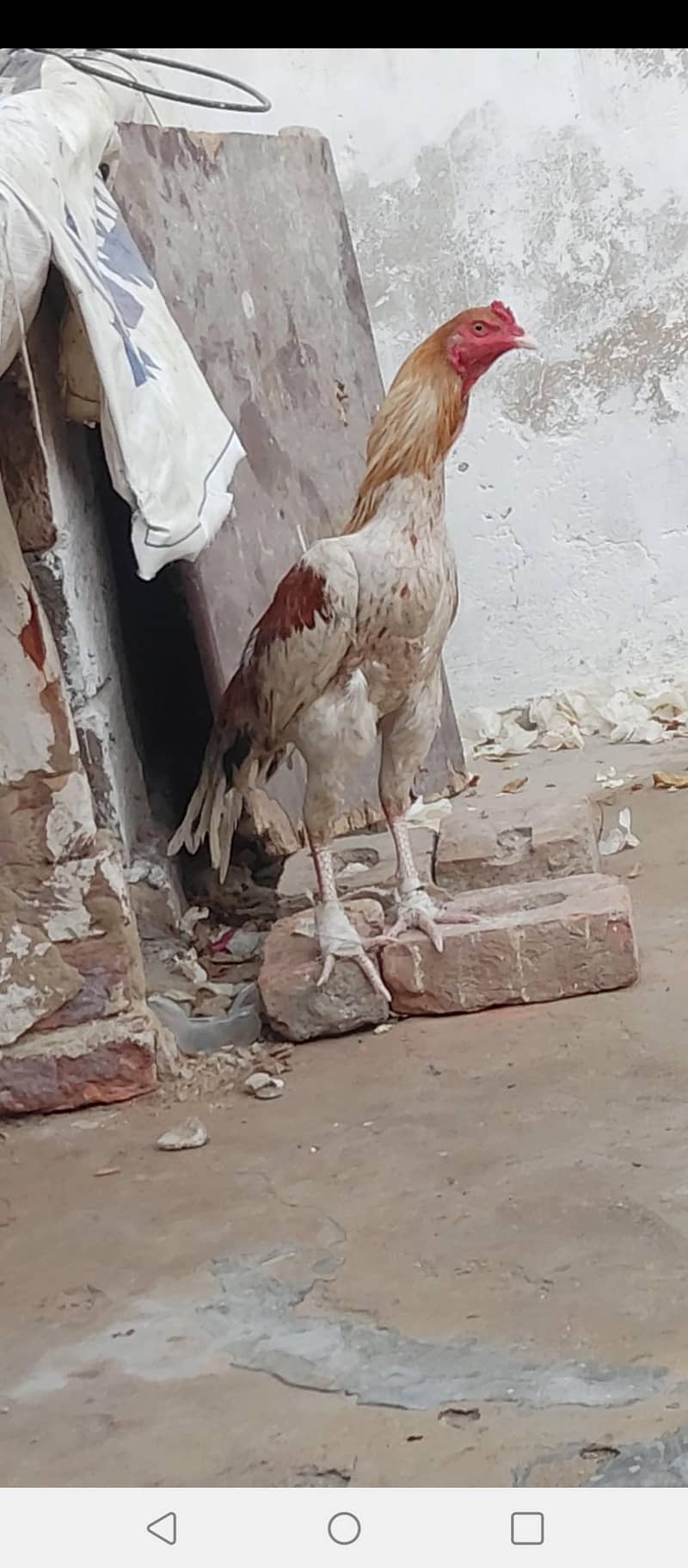 Sindhi aseel patha 0