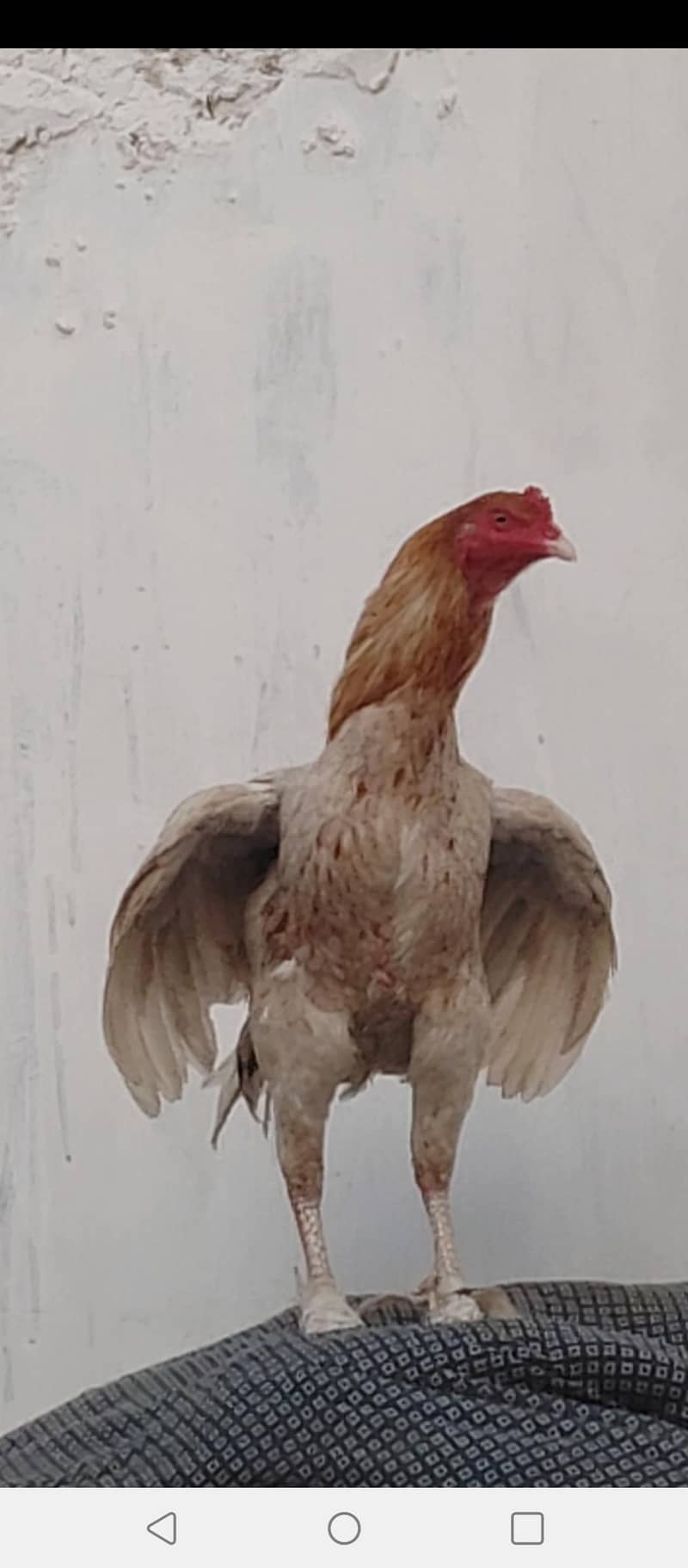 Sindhi aseel patha 1