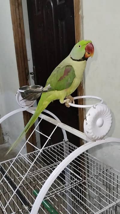 Raw hand tamed 0 bite