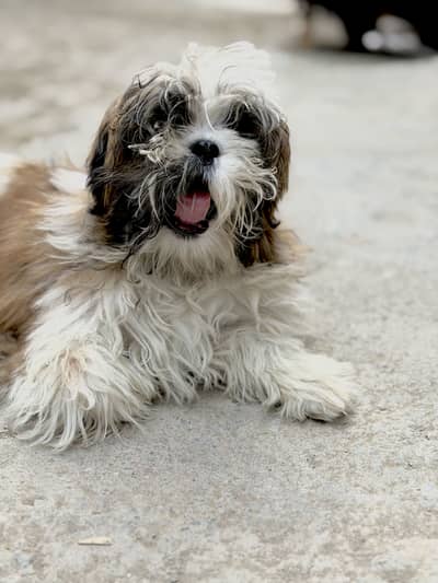 Shih Tzu