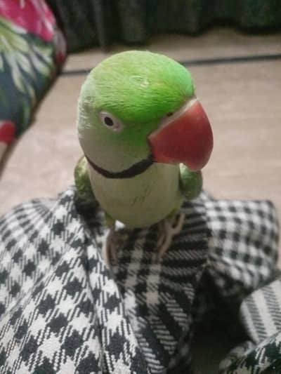 adult raw parrots for sale