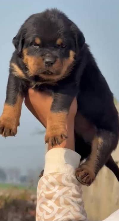 high quality imported rottweiler