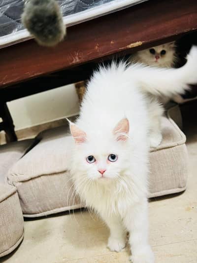 2 months kitten for sale