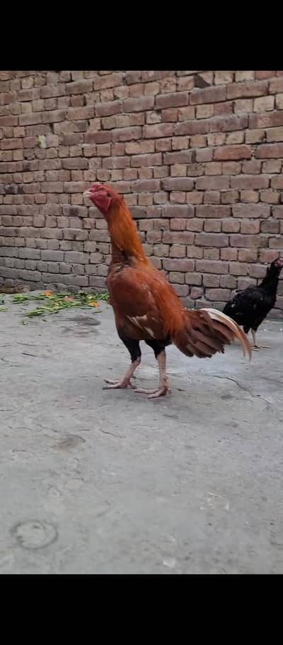 aseel bread 03176010266