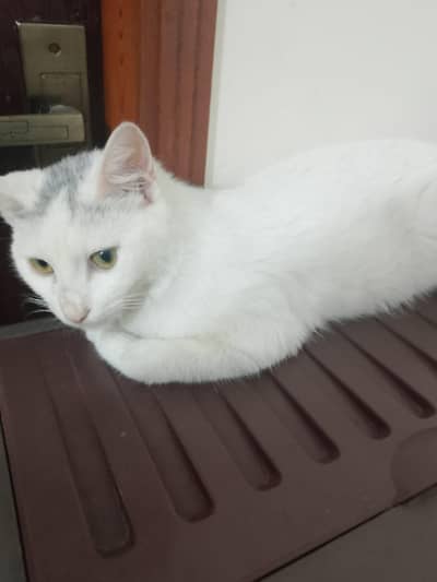 Turkish angora breed