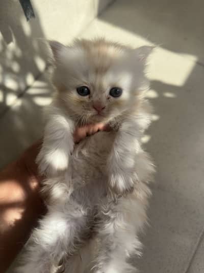 Persian cat