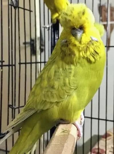 exhibition female breeder top quality