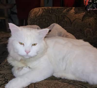 mating k liya available h or ya heat pr hai only for mating s