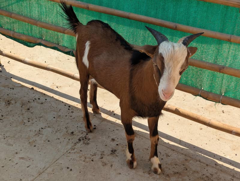 unique tedda zero size 0