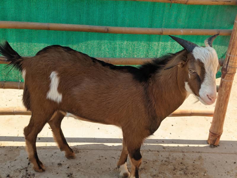 unique tedda zero size 1