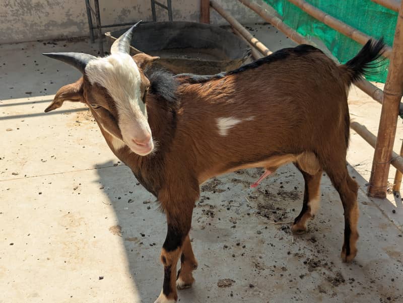 unique tedda zero size 2