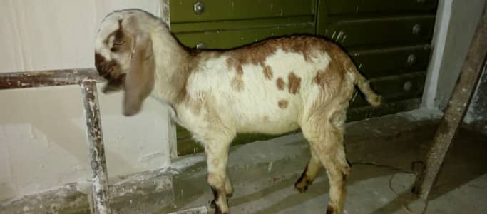 female goat for sale