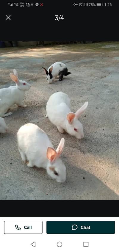 Rabbits for sale in rawalakot online