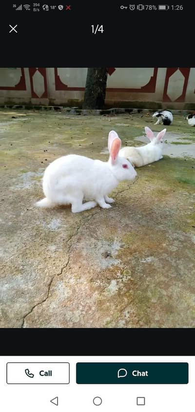 Rabbits ( Branded) for sale in rawalakot online pairs and single