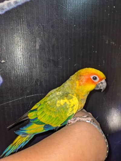 sunconure tame parrot
