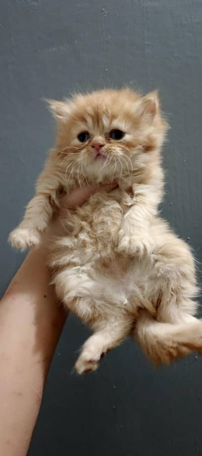 Persian kitten