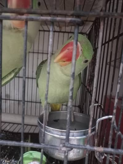 parrot for sale multan location Exchange possible Goats