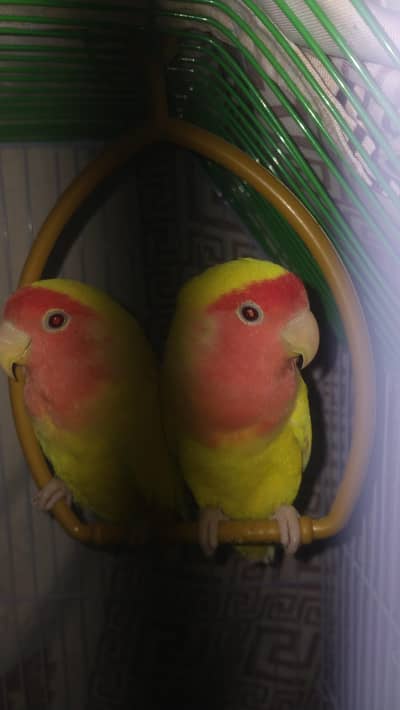 Lutino love bird pair for sale