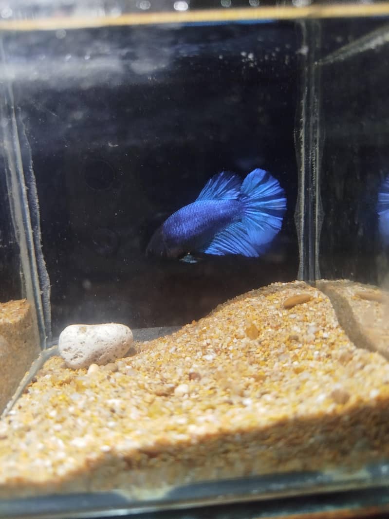 Betta fish 1
