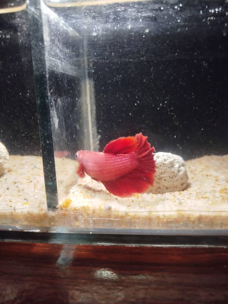 Betta fish 2