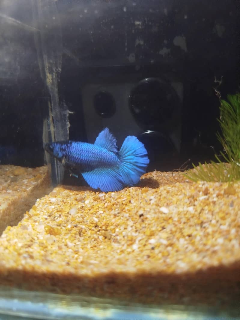 Betta fish 3