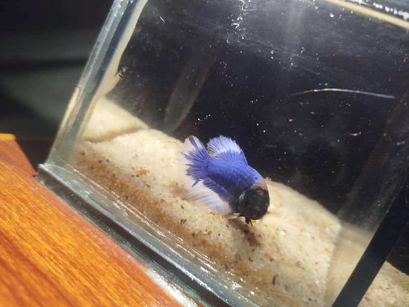 Betta fish 5