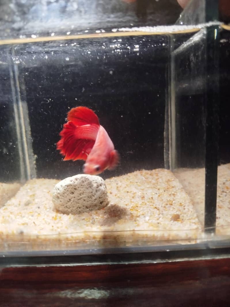Betta fish 6