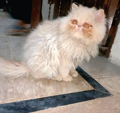 pure piki CFA LINE male kitten  03086208317