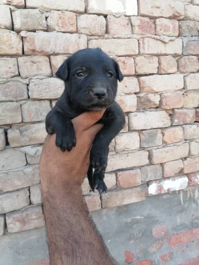 Black German Shepherd 40days old