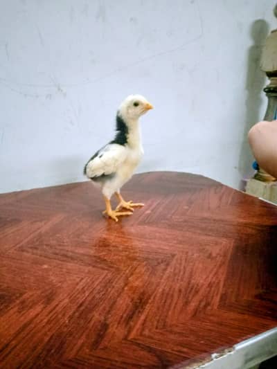 High quality shamo aseel chicks