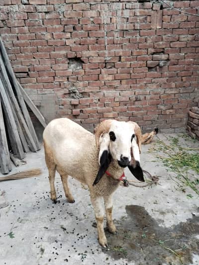 martial law healthy and active