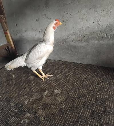 paper white heera aseel pathi