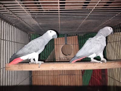 urgently sale!! African grey parrot breeder pair 