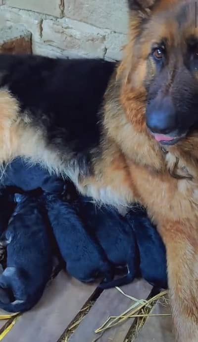 100%orginal puppies any one interest contact me what'spp 03157036766