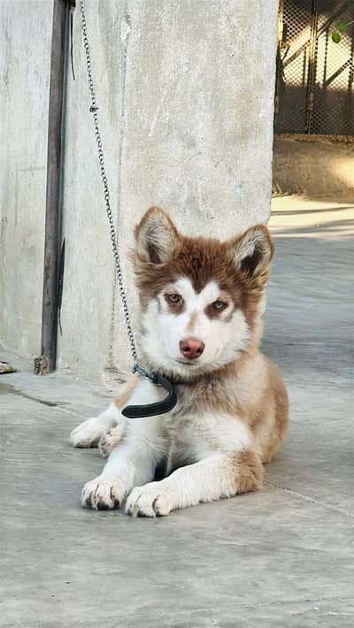 brown eyes 03(1(77(742(479