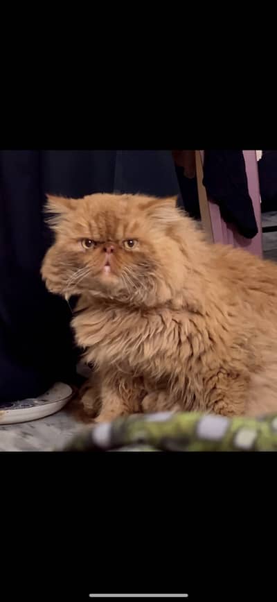 Peki Male cat for Mating