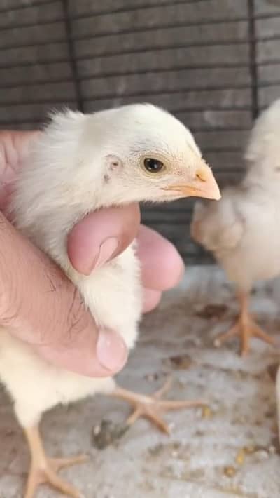 Pure White Shamoo Chicks On a reasonable price