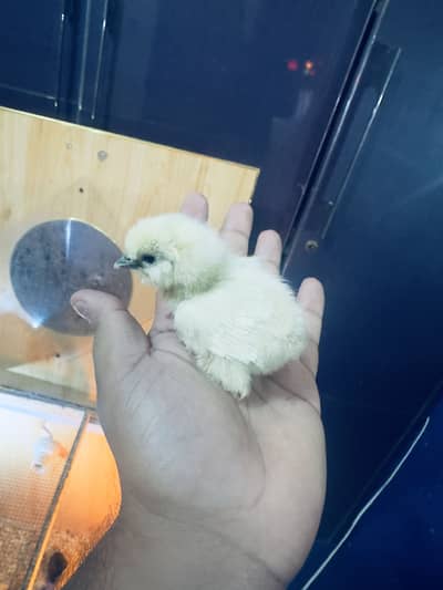 White silkie chicks available for sale