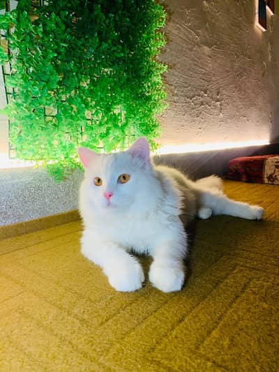 double coat male cat trained