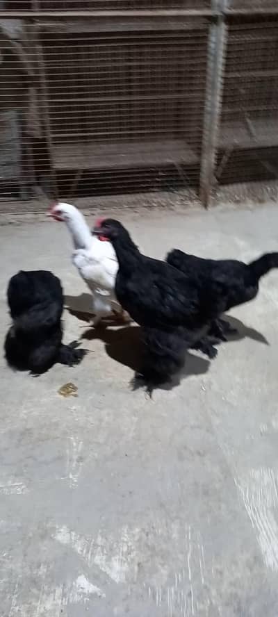 Fancy Black Buff and White Buff