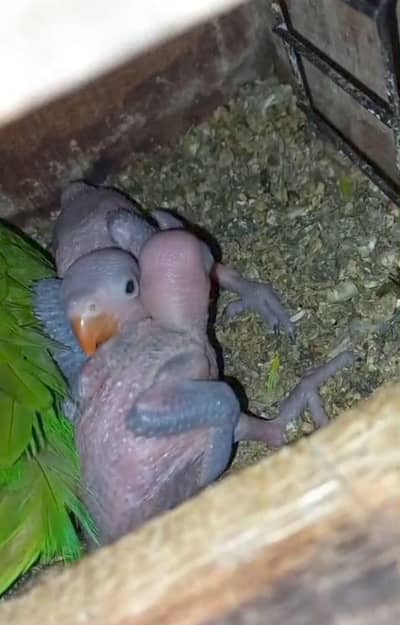 Mashallah Top quality home breed.