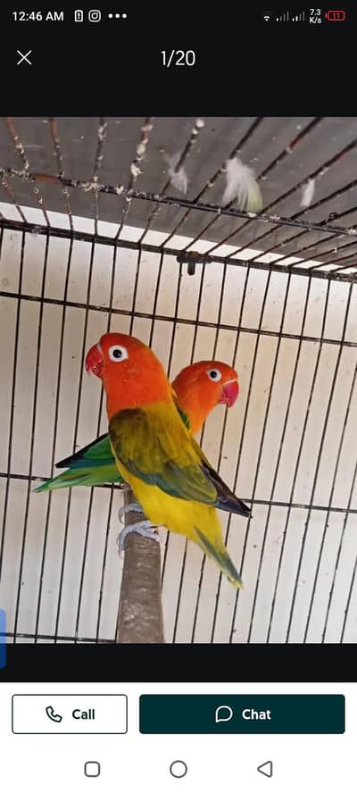 Rosicolis breader pair for sale or exchange with other