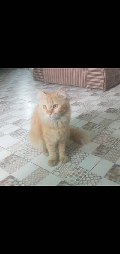 persian tripple coat beautiful  cat