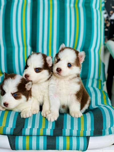 Siberian Husky woolly coat Puppies | Husky Puppies | woolly coat |